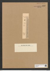 Clavicula szakalensis Pant. (de-Toni-Nr.: Genus 75, Species 2803) Zeichnungen Sammlung Grunow Nr. 5757 (NHMW-BOT-W0374147)